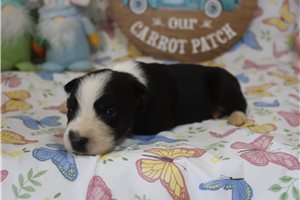 Smokey - puppy for sale