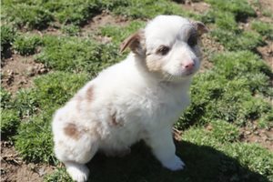 Pheobe - Australian Shepherd for sale