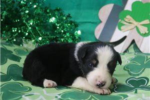 Paige - puppy for sale