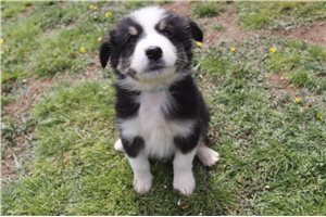 Isaac - Australian Shepherd for sale