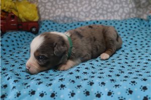 Aston - puppy for sale