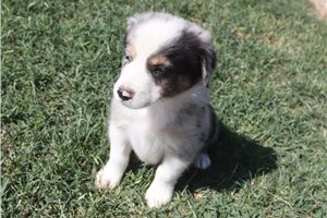 Ashe - Australian Shepherd for sale