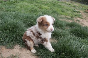 Landon - Australian Shepherd for sale