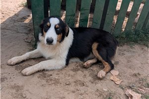 Patricia - Australian Shepherd for sale