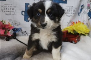 Luna - Australian Shepherd for sale