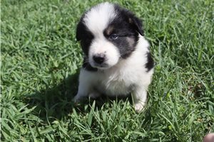 Julian - Australian Shepherd for sale