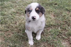 Ashe - Australian Shepherd for sale