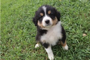 Maggie - Australian Shepherd for sale