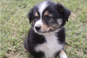 Eduardo - Australian Shepherd for sale