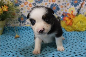 Mirren - Australian Shepherd for sale