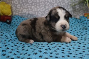 Astro - puppy for sale