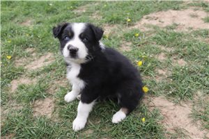 Smokey - Australian Shepherd for sale