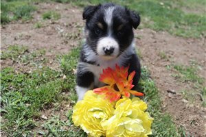 Kole - Australian Shepherd for sale