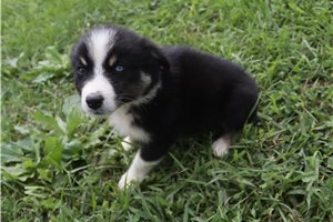 Jennifer - Australian Shepherd for sale