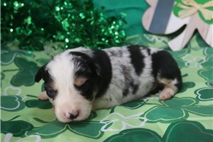 Phineas - Australian Shepherd for sale