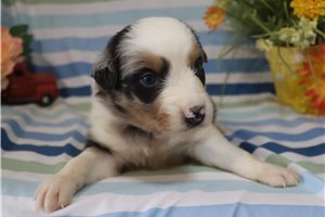 Moose - Australian Shepherd for sale