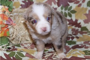 Rory - puppy for sale