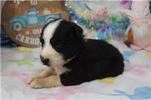 Smokey - Australian Shepherd for sale