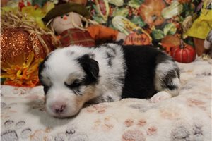 Sarge - Australian Shepherd for sale
