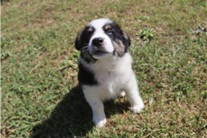 Julian - Australian Shepherd for sale