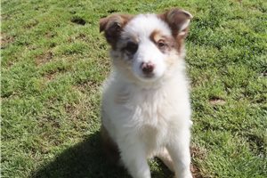 Persephone - Australian Shepherd for sale