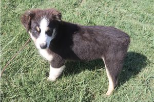Jacqueline - Australian Shepherd for sale