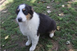 Patricia - puppy for sale
