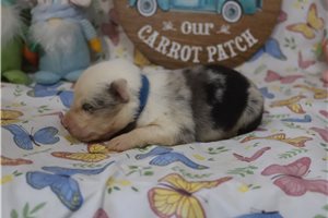Potter - puppy for sale