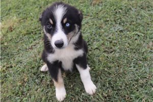 Jennifer - Australian Shepherd for sale