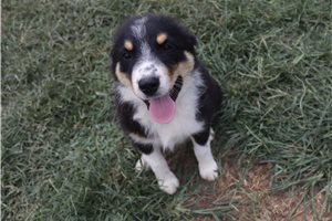 Kole - Australian Shepherd for sale