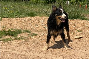 Luigi - Australian Shepherd for sale