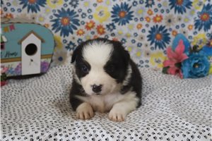 Johnny - Australian Shepherd for sale