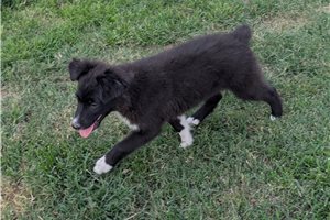 Herman - Australian Shepherd for sale