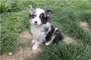 Lorenzo - Australian Shepherd for sale