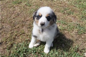 Moose - Australian Shepherd for sale