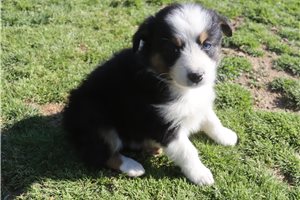 Patricia - Australian Shepherd for sale