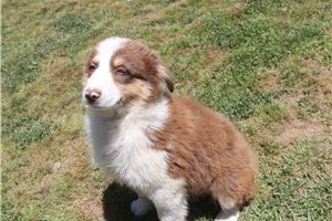 Pixie - Australian Shepherd for sale