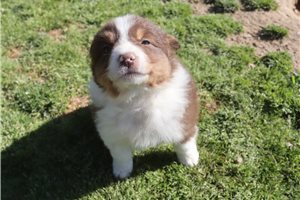 Pluto - Australian Shepherd for sale