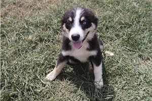 Jennifer - Australian Shepherd for sale