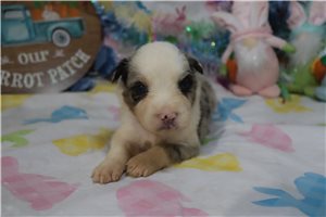 Crystal - Australian Shepherd for sale