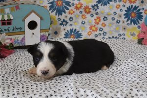 Myron - Australian Shepherd for sale
