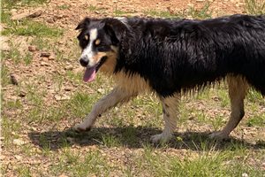 Dustin - Australian Shepherd for sale