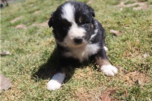 Penny - Australian Shepherd for sale