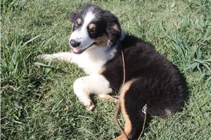 Myron - Australian Shepherd for sale