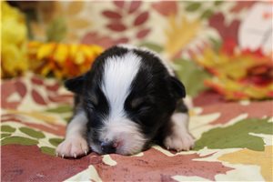Sara - puppy for sale
