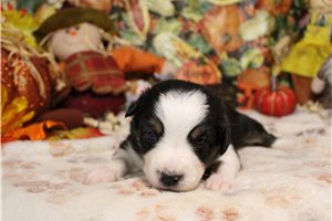 Sapphire - Australian Shepherd for sale