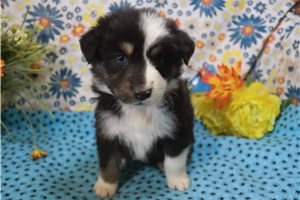 Luna - Australian Shepherd for sale