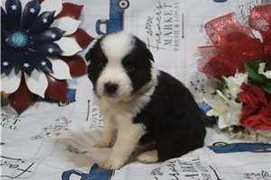 Julian - puppy for sale