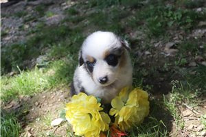 Moose - Australian Shepherd for sale