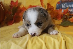 Delilah - puppy for sale